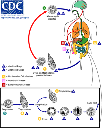 amebiasis cdc