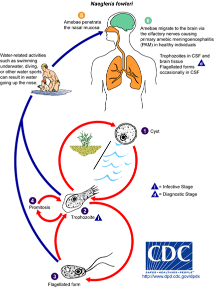 naegleria cdc