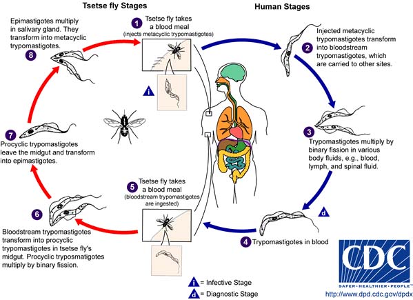 t brucei cdc