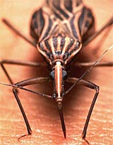 chagas quickfact1