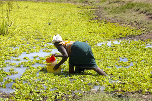 PMCCWaterCollectionNearKenduBayWesternKenya 200x300