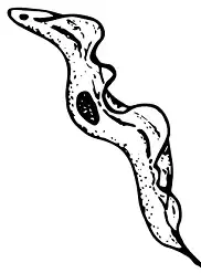 A slender trypomastigote with a single trailing flagellum.