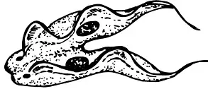 Two trypomastigotes side by side, dividing by binary fission.