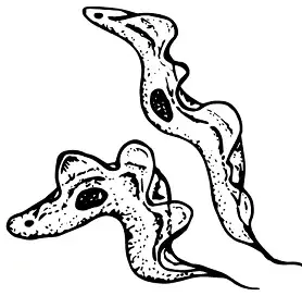 Several trypomastigotes of varying shapes.